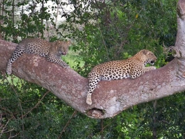 Leopardess and half grown cub. High iso setting so colors a bit off
