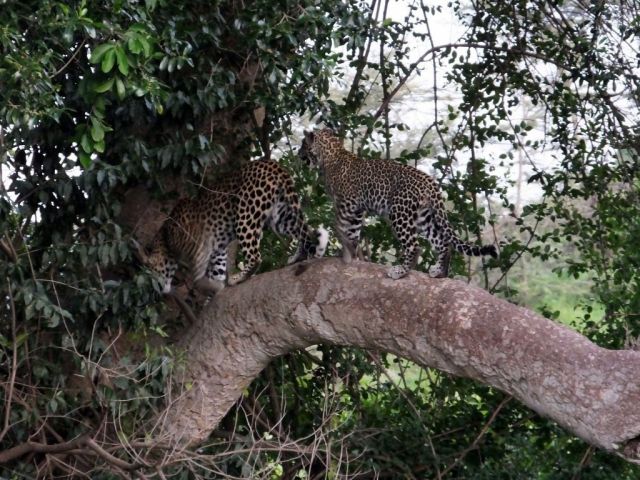 The leopards have had enough of our prying eyes.