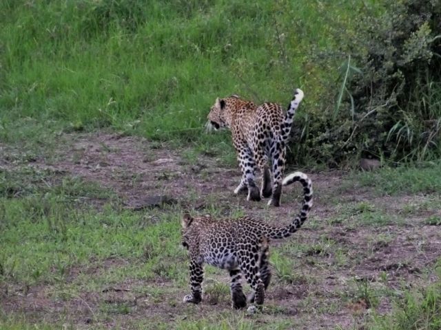 Amazingly the leopards walk into the open