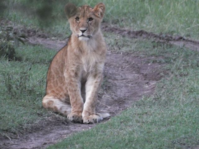 Frank or Jesse sitting down in the track. This cub looks more like a female to me but what do I know.