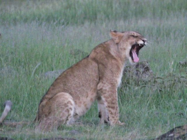 A big yawn that doesn't appear they are ready to move on to find the lost cubs