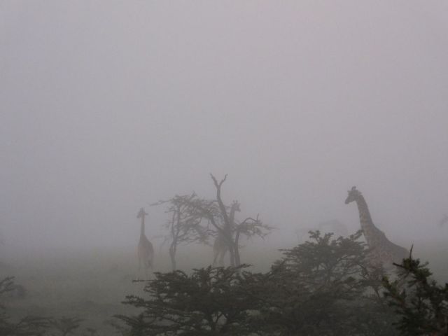 Fog enveloped giraffe