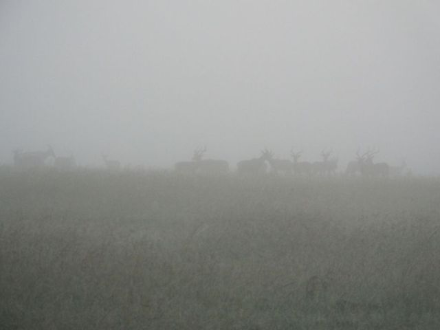 Impalas and a few Topi