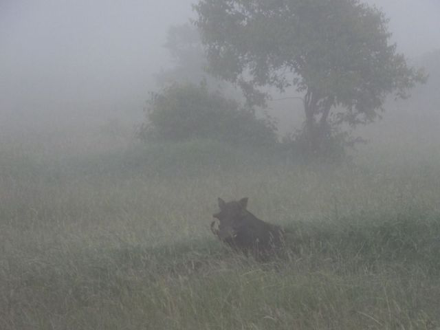 Warthog sitting tight in the fog