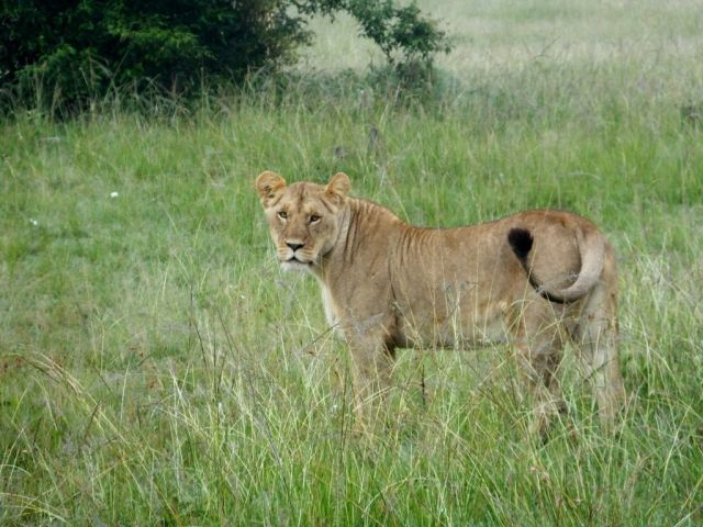 Lioness of the Acacia pride
