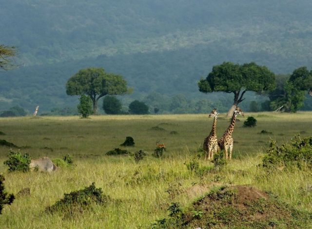 The two got tired of play fighting and struck a beautiful pose for me.