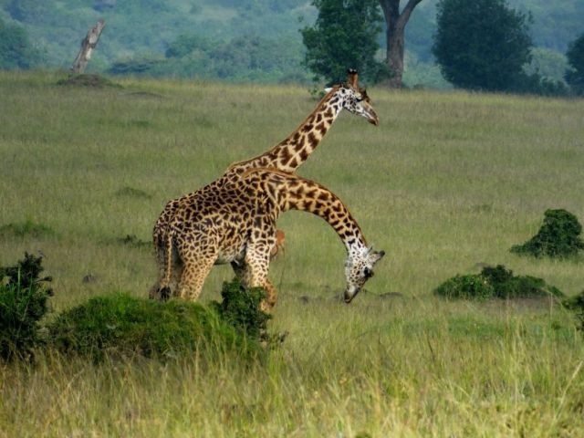 The nearest giraffe winding up to strike a blow on his playmate