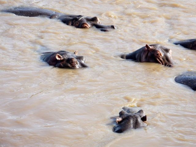 A few of the hippos in the Mara River