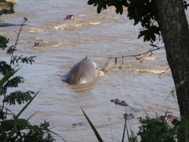 Large male trying to submerge a female to mate with