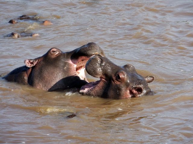 Two youngsters copying the adults