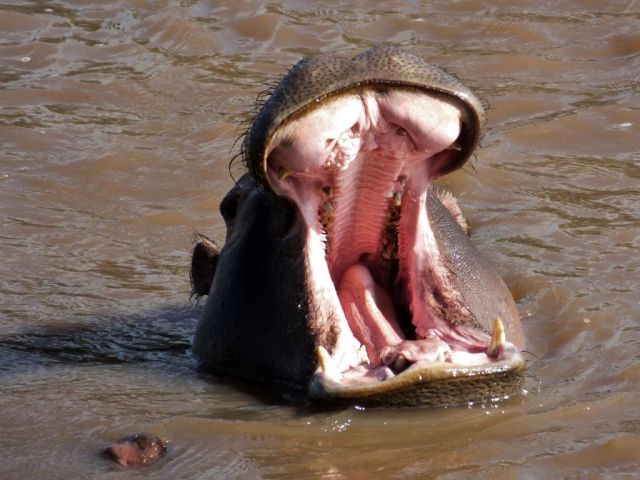 A gaping hippo