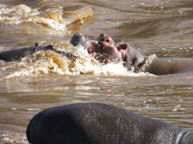 The female on the left situated herself in a strong current. The male is to the right
