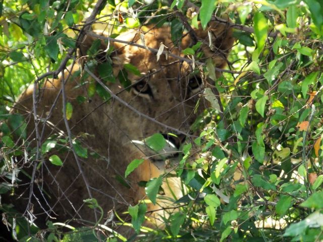 The lions are still brushed up