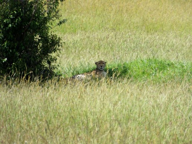 Our old friend Amani