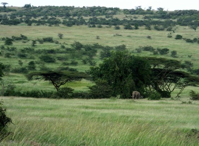 Elephants in the distance