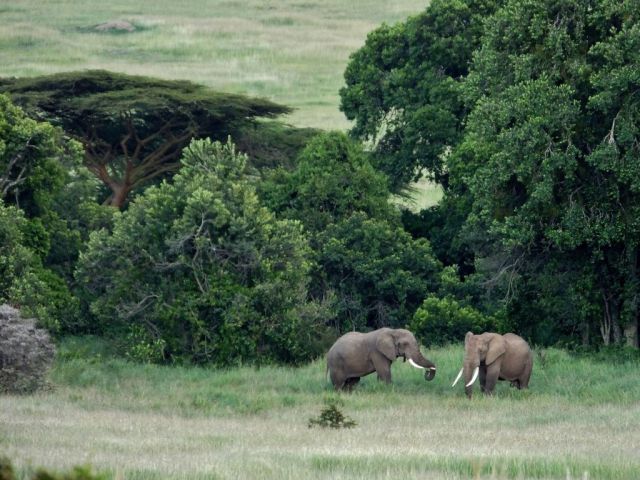Two more elephants that I zoomed in on