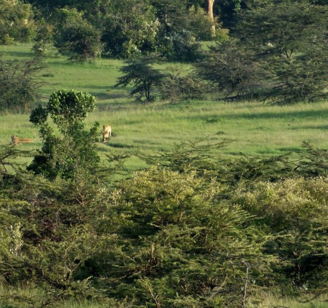 Two of the nine lions we saw a long ways from us. Frank and Jesse are rescued!