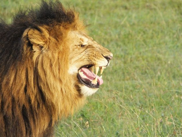 Whatever Frank smelled made him make this face