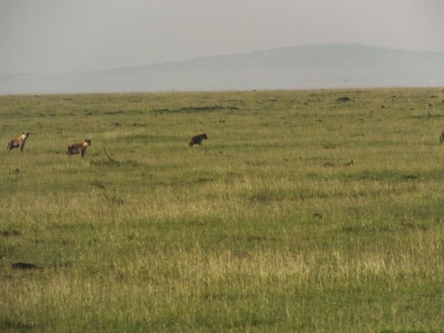 Hyenas keeping a very safe distance.