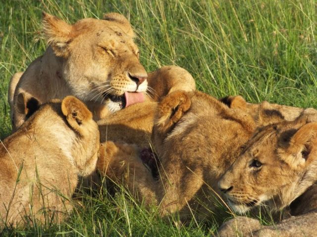 Time for a little grooming of a cub