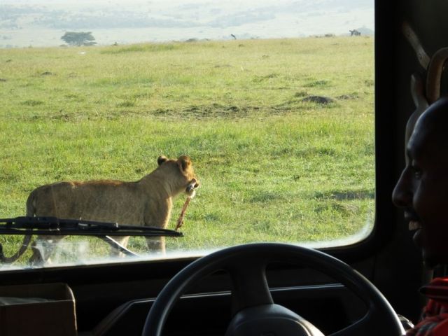 This cub carries his prize with him