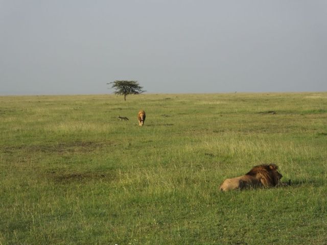 Here comes brother Jesse