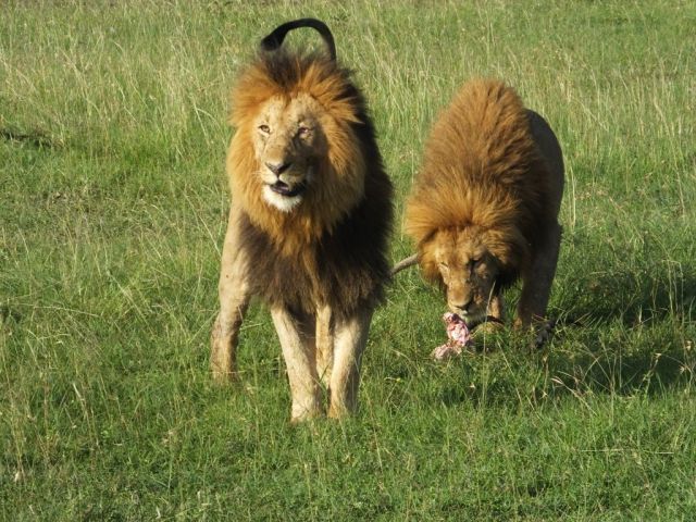Frank leaves the impala skull for Jesse