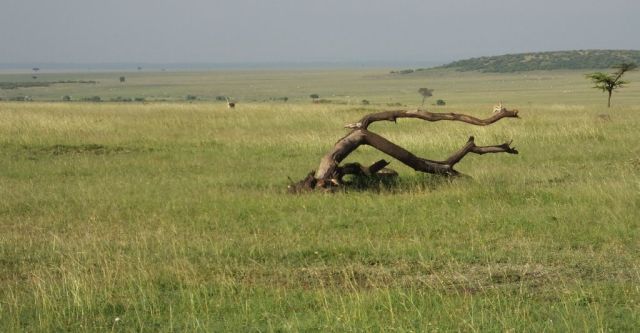 Mara view