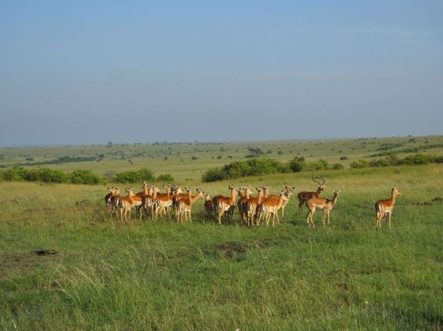 Victorious Thompson gazelle ram and the ewes he won
