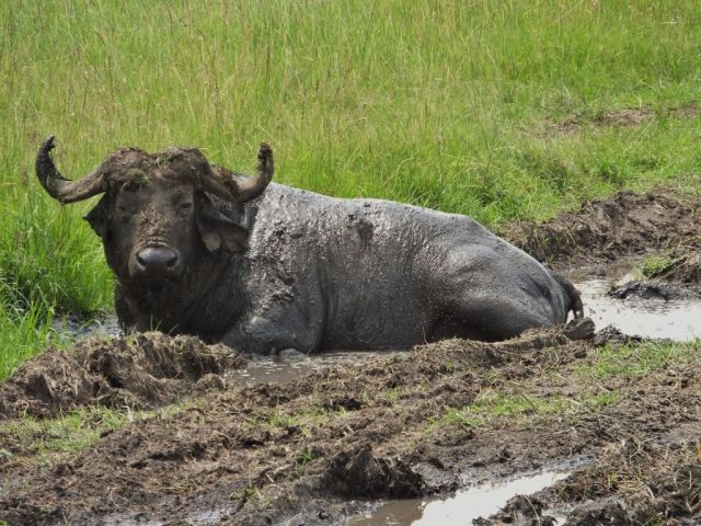 Cape buffalo covered in mud