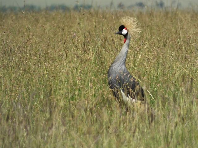Crowned Crane