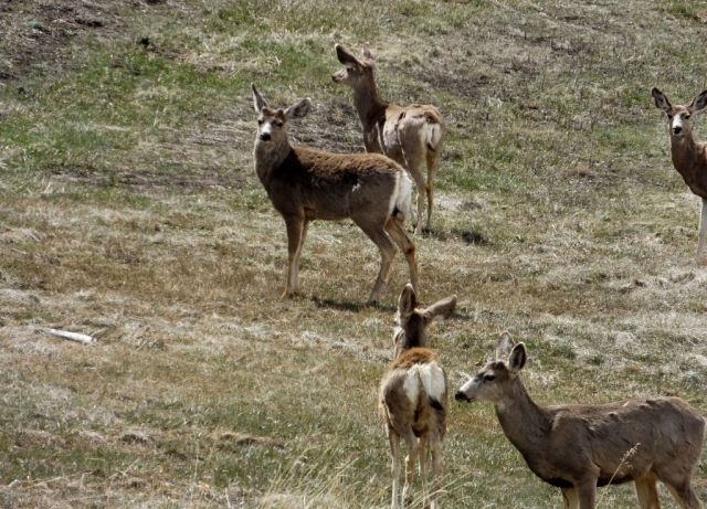 Mule deer that wandered through Joy's neighborhood.