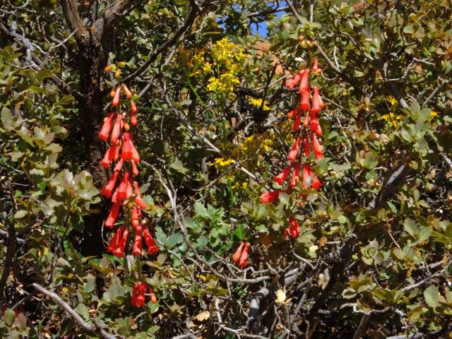 Flowers along the trail