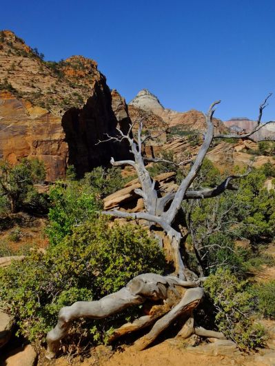 I liked this dead gnarled tree we passed on the trail