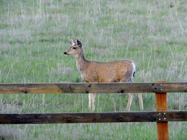 Mule deer in the pasture next to the house