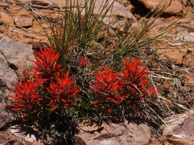 I think this is Indian paintbrush