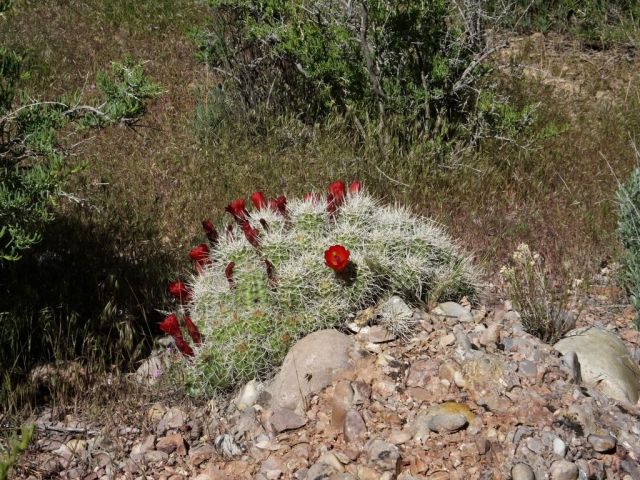 I found this mounded blooming cactus unusual and pretty