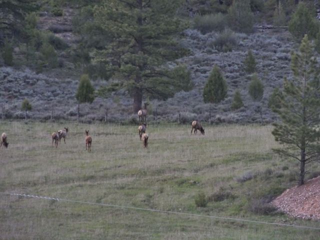 Elk that were out early this morning