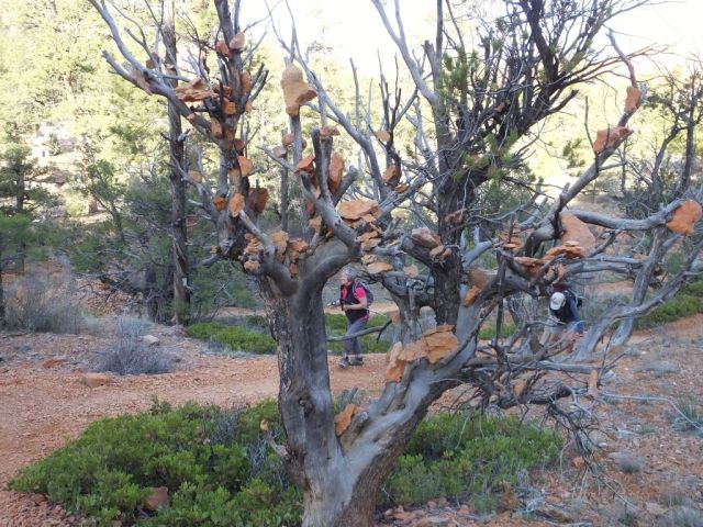One of the stone adorned trees