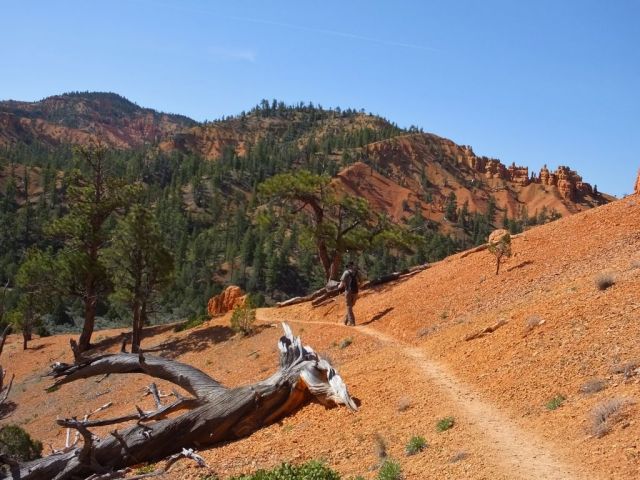 Another twisted tree along the trail