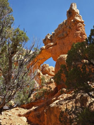 An arch partly obscured by tree limbs