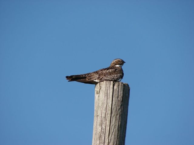 Nighthawk dressed in great camouflage