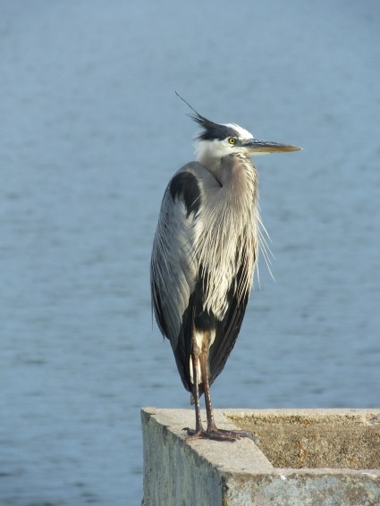 Great Blue heron but this photo is taken at Wabaunsee Lake