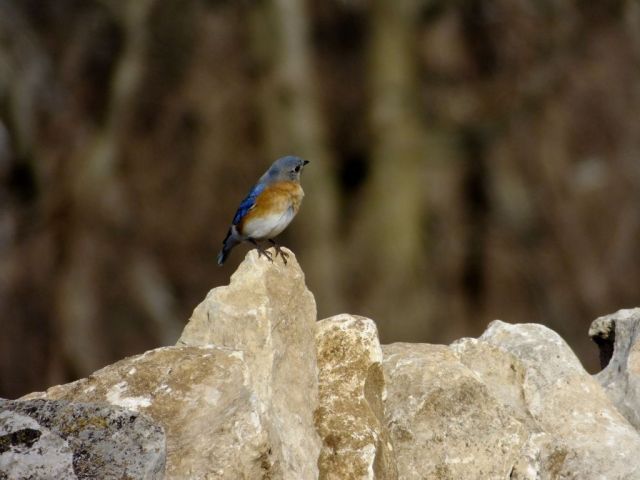 Bluebird. I took no photos on the day of my bird inventory so these photos are from other walks around our place.