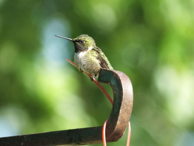 A hummingbird taking a short rest 