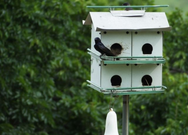 Purple Martins. Please come back next summer!