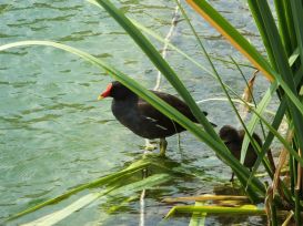 Moorhen and one chick