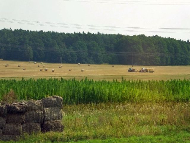 Marijuana field. Men loading big round bales. Unfortunately the photo of the 7 layer stack was blurry.
