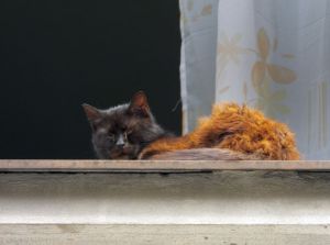 This oddly colored cat was looking down at us from a window ledge