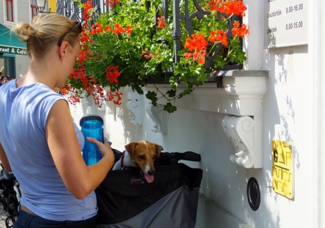 Even a dog riding in a bicycle basket needed a drink due to the heat!